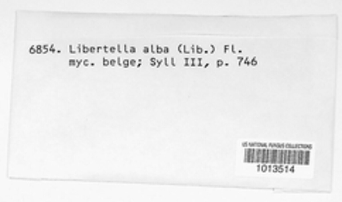 Libertella alba image